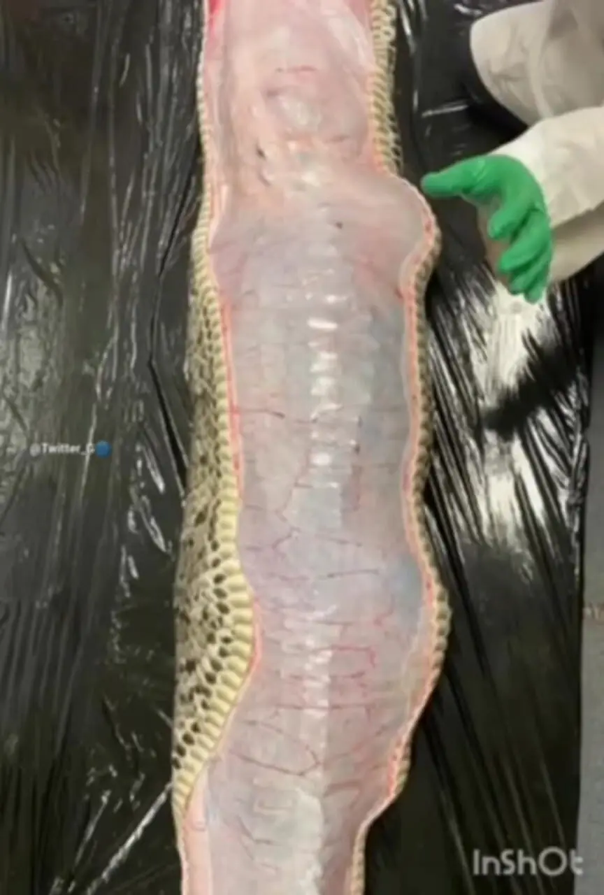 (ویدئو) لحظه بیرون کشیدن یک تمساح از شکم مار پیتون بزرگ