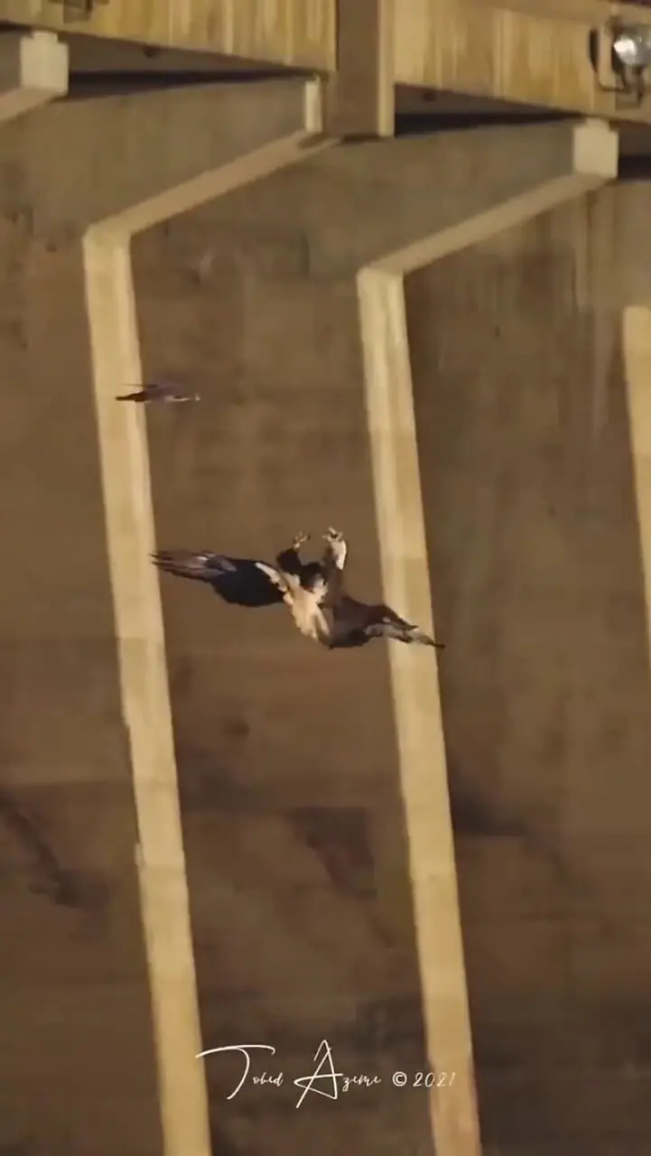 (ویدئو) مانور زیبای عقاب سرسفید در برابر شاهین دریایی