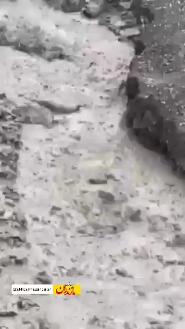 (ویدئو) سیل مازندران یک خرس را با خودش برد!