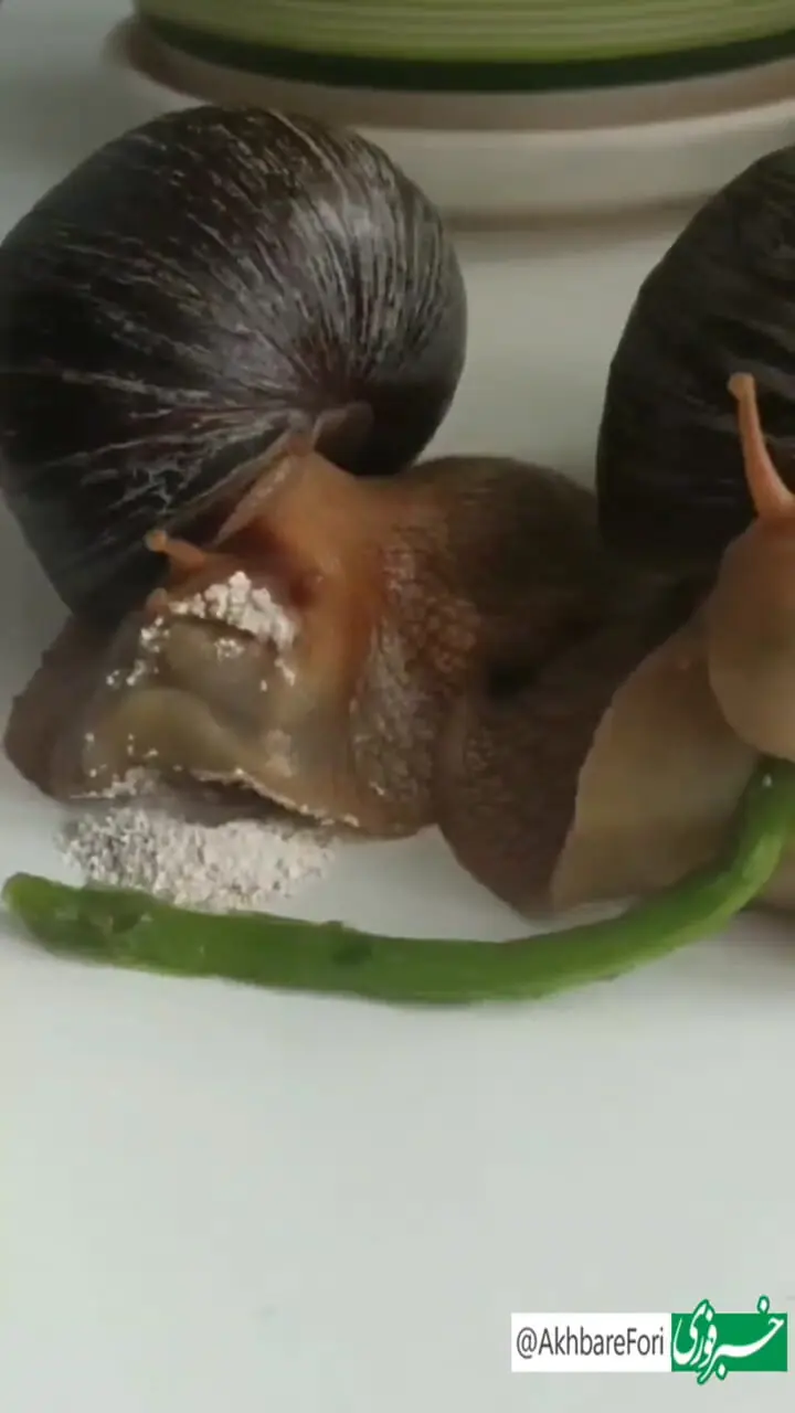 (ویدئو) لحظه بی‌نظیر غذا خوردن دو حلزون از نمای نزدیک!
