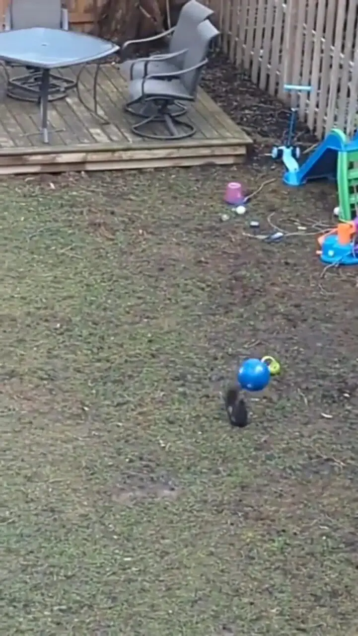 (ویدئو) قاب هایی از توپ بازی بامزه یک سنجاب در حیاط خانه