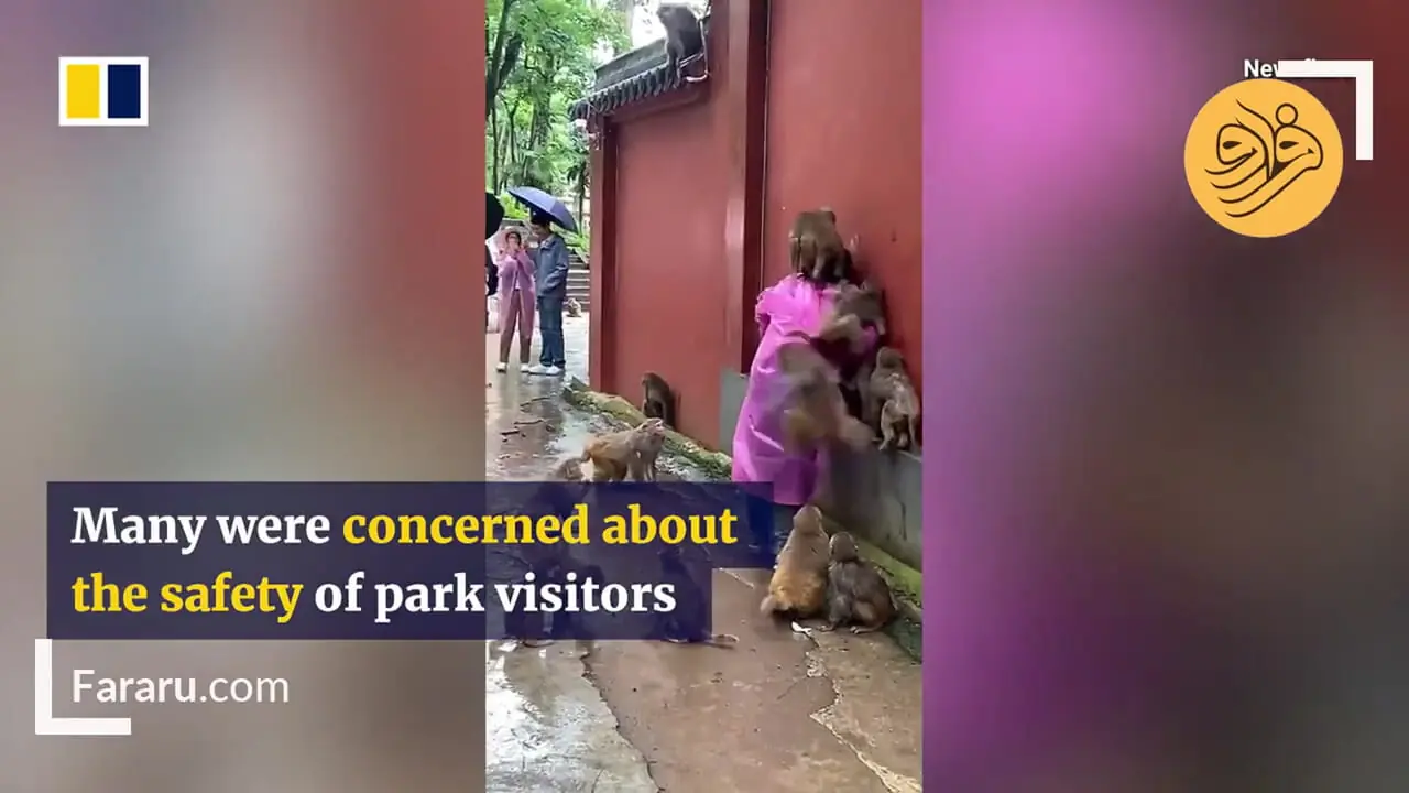 (ویدئو) حمله میمون‌ها به یک زن