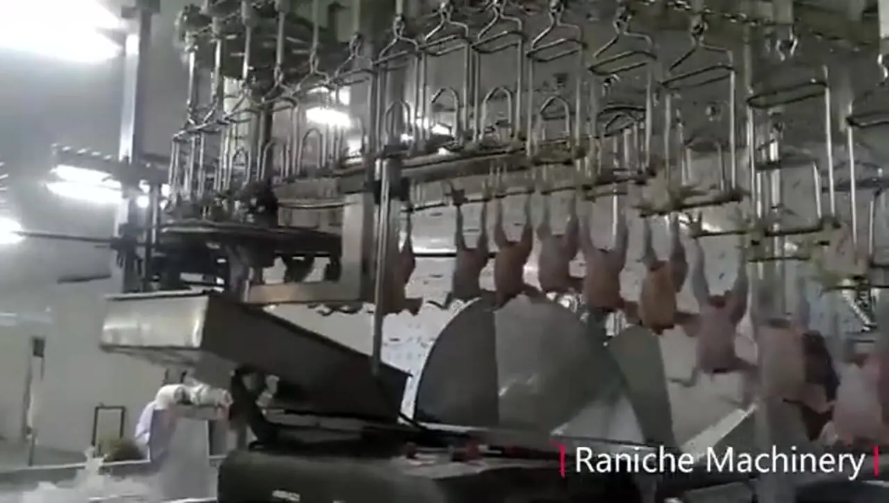 (ویدئو) فرآیند پردازش و بسته بندی هزاران مرغ در یک کارخانه بزرگ هنگ کنگی 