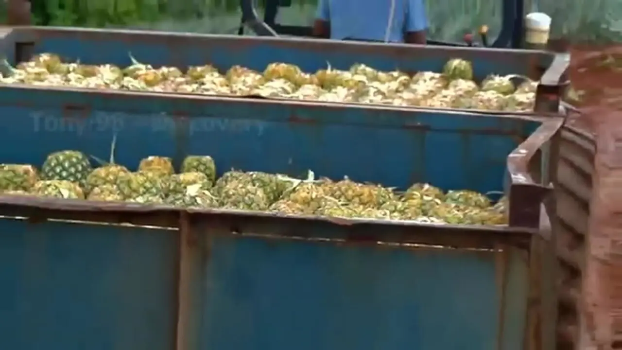 (ویدئو) چگونه کشاورزان آمریکایی میلیون ها آناناس را پرورش و برداشت می کنند؟ 