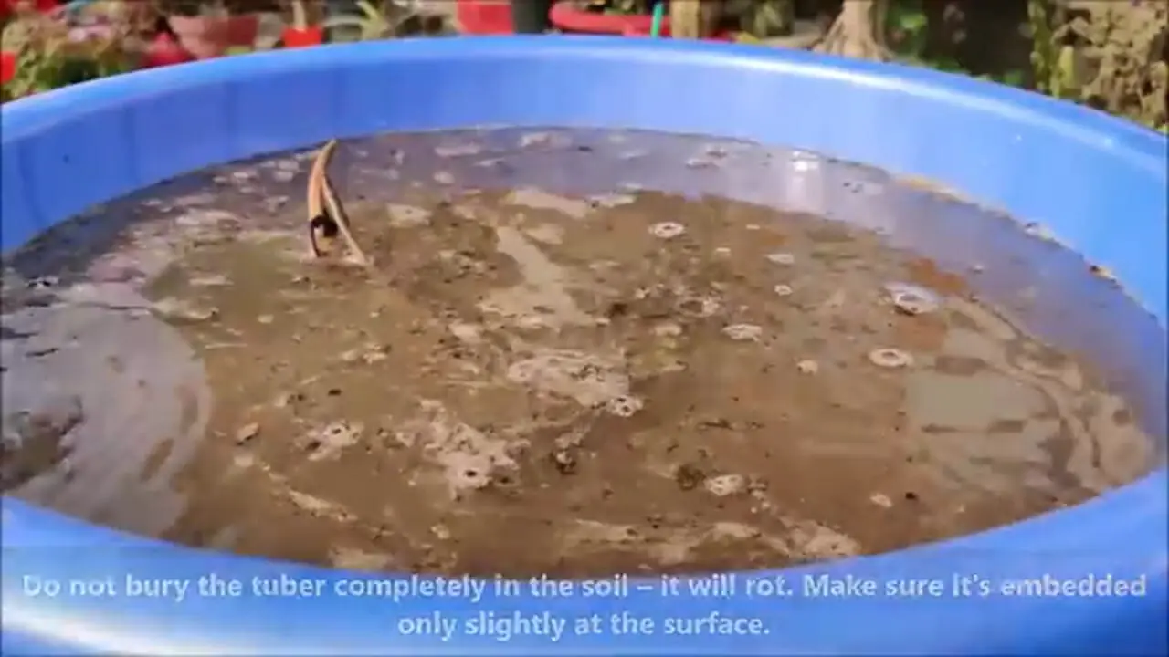 (ویدئو) نحوه کاشت و پرورش گل نیلوفر آبی در تشت پلاستیکی در خانه