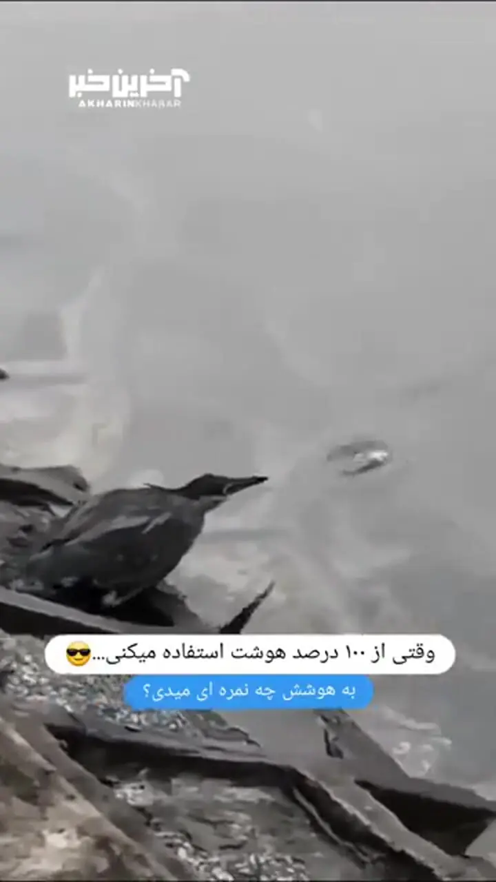 (ویدئو) هوش خیره کننده پرنده برای شکار ماهی