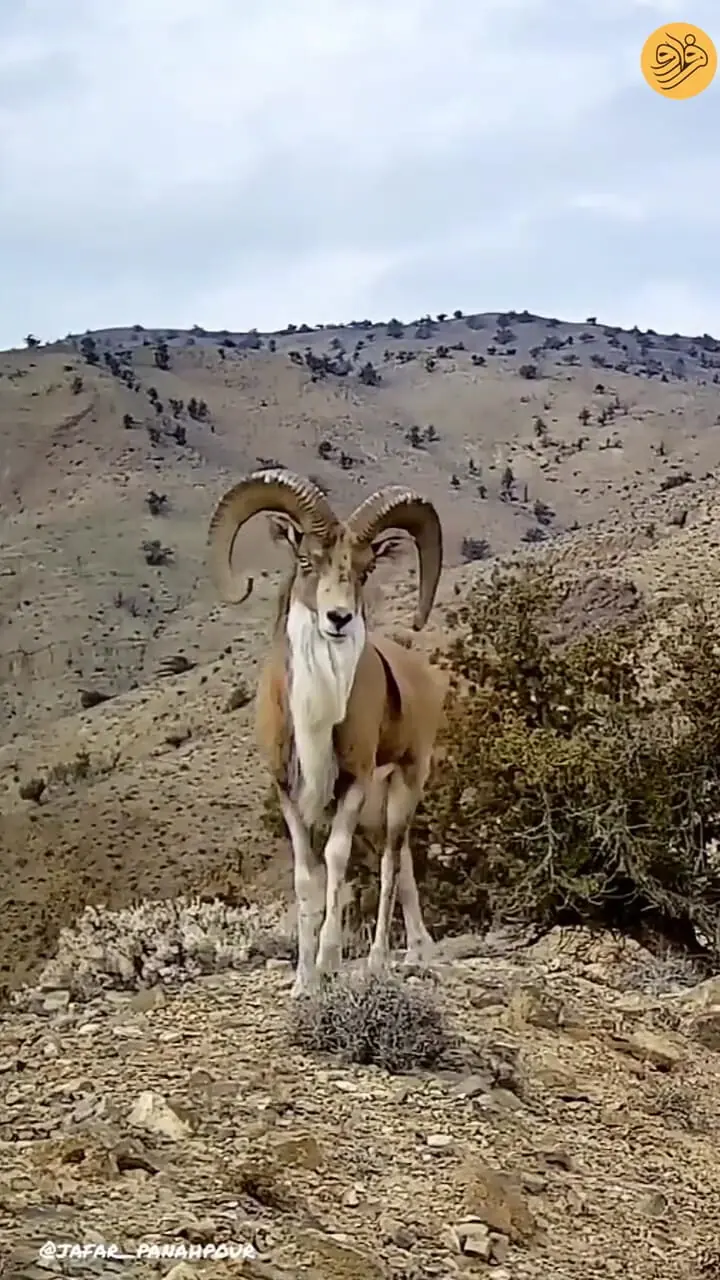 شکوه و زیبایی قوچ اوریال در پارک ملی گلستان