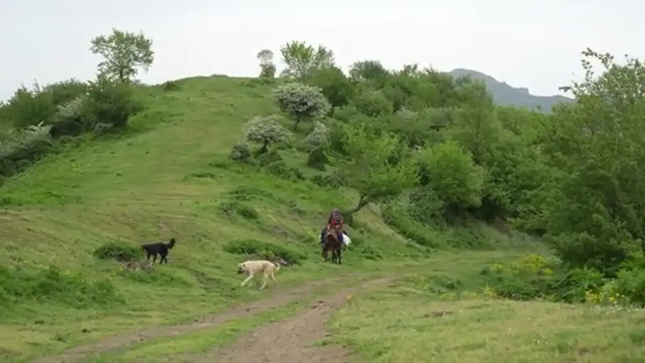 ببینید؛ غذای روستایی در ایران؛ بردن گاوها به چراگاه و پخت املت