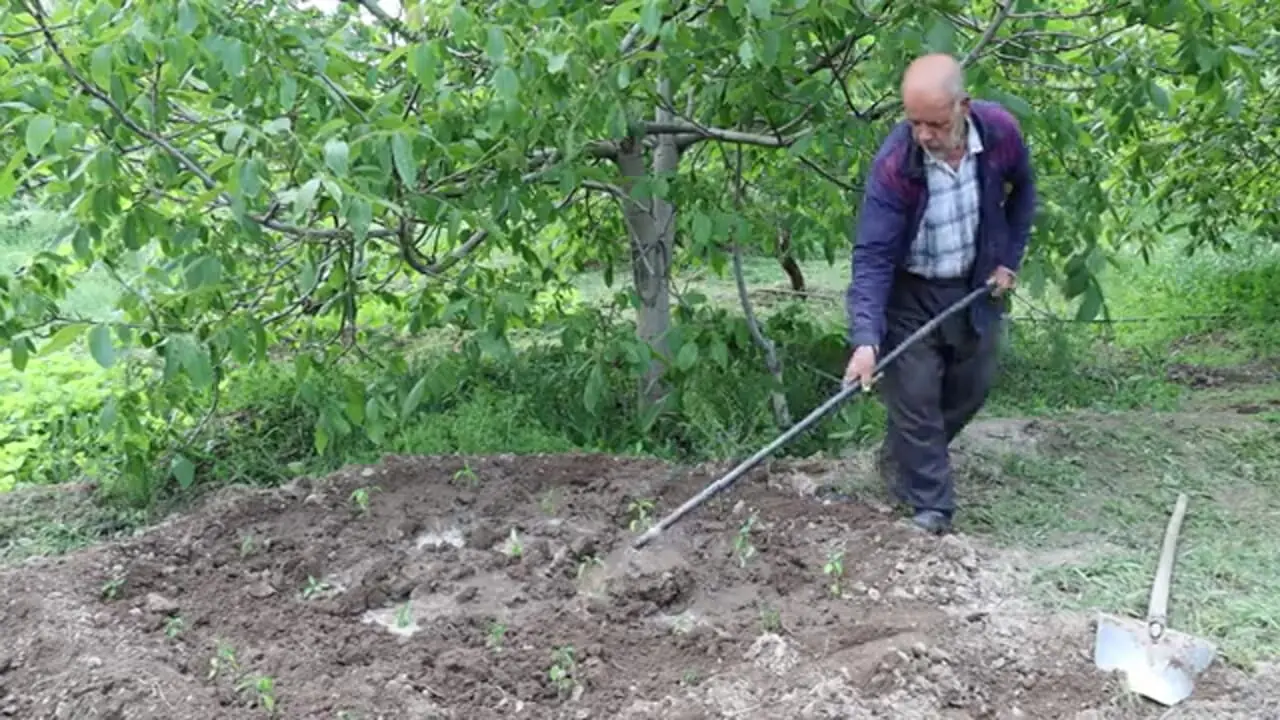 ببینید؛ غذای روستایی در ایران؛ پخت قلیه مرغ در روستاهای آذربایجان غربی