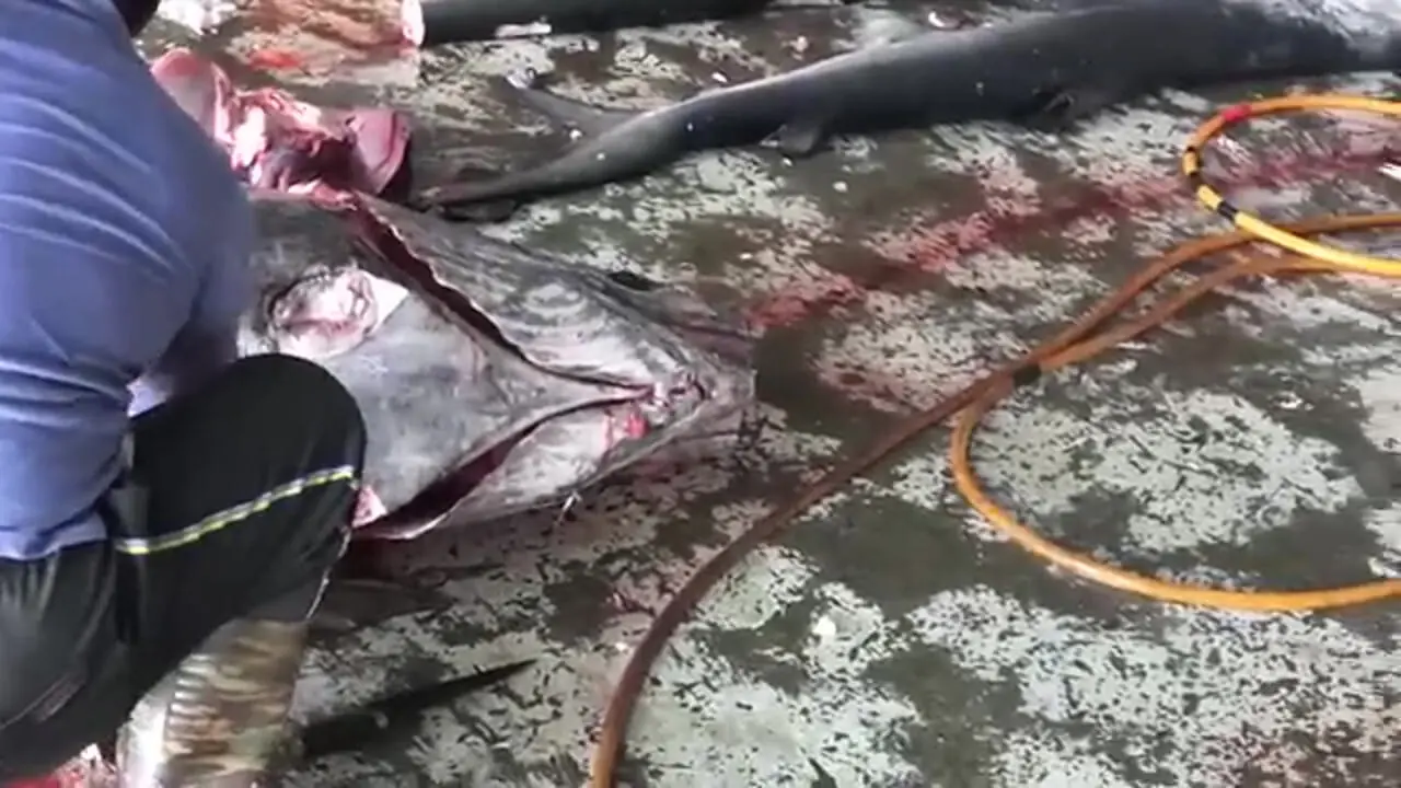 ببینید؛ برش استادانه ماهی مارلین 500 کیلوگرمی توسط صیادان تایوانی