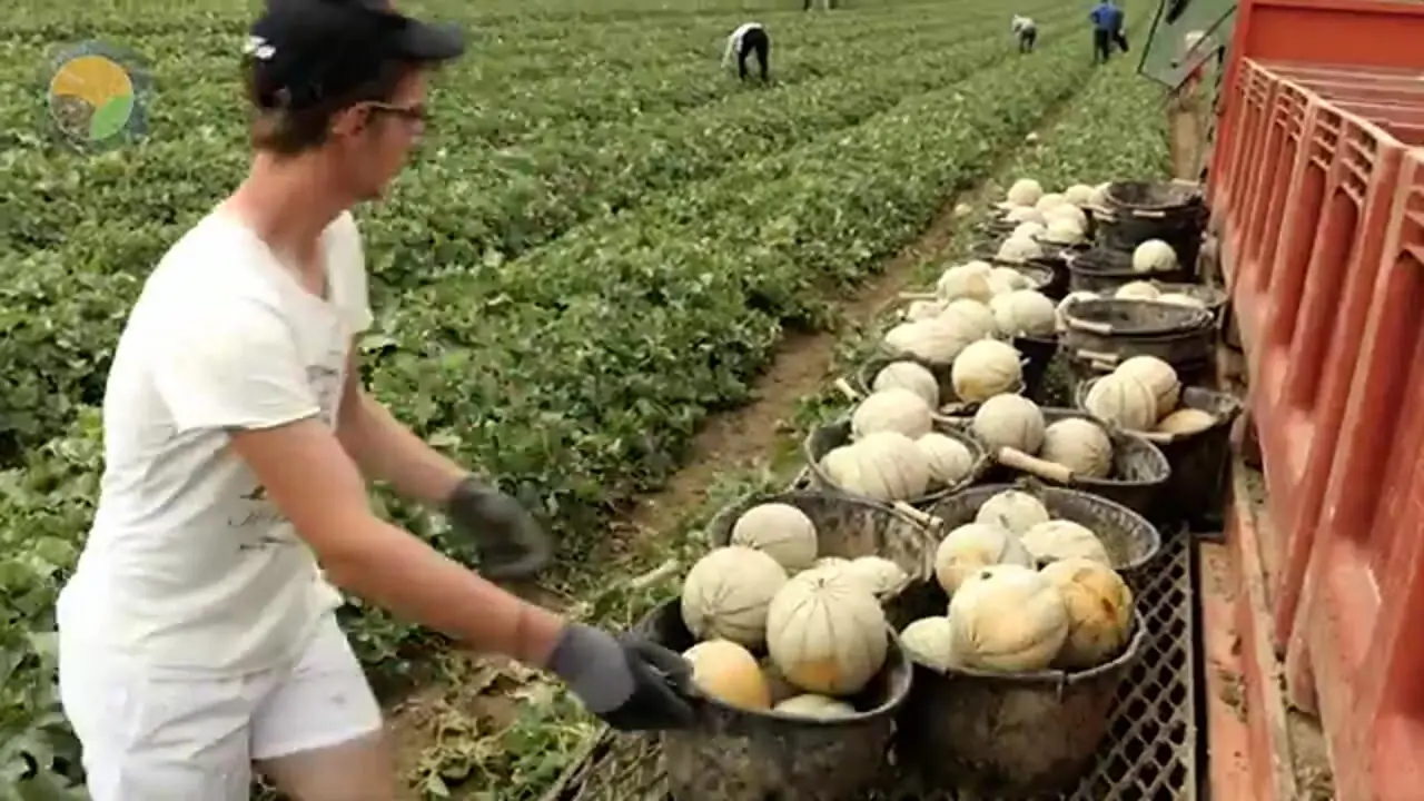 ببینید؛ مراحل کاشت، برداشت، فرآوری و بسته بندی طالبی در مزارع وسیع آمریکای جنوبی
