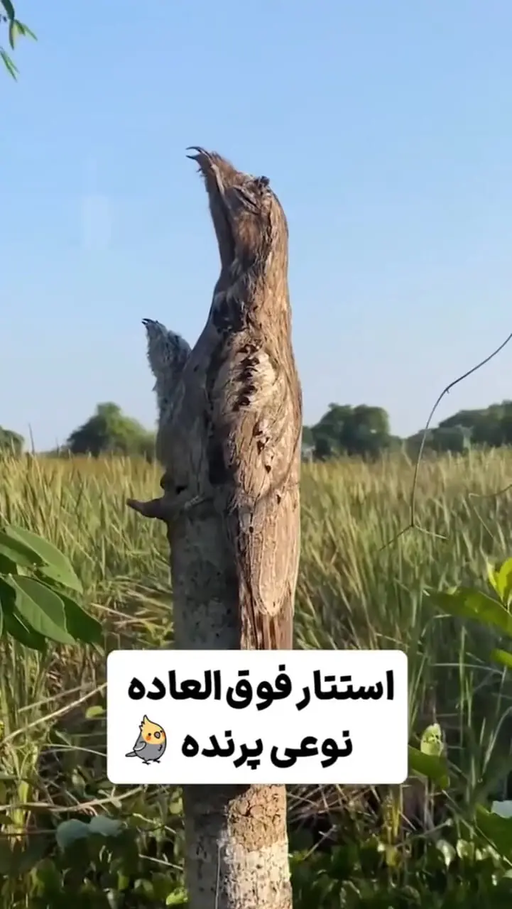 ببینید؛ عجیب‌ترین موجودات زمین! 