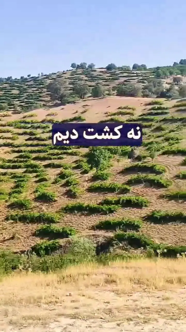 ببینید؛ کاشتن هندوانه در کویری که آب ندارد؛ تکنیک کشاورزی که امروز ایرانیان از یاد برده‌اند