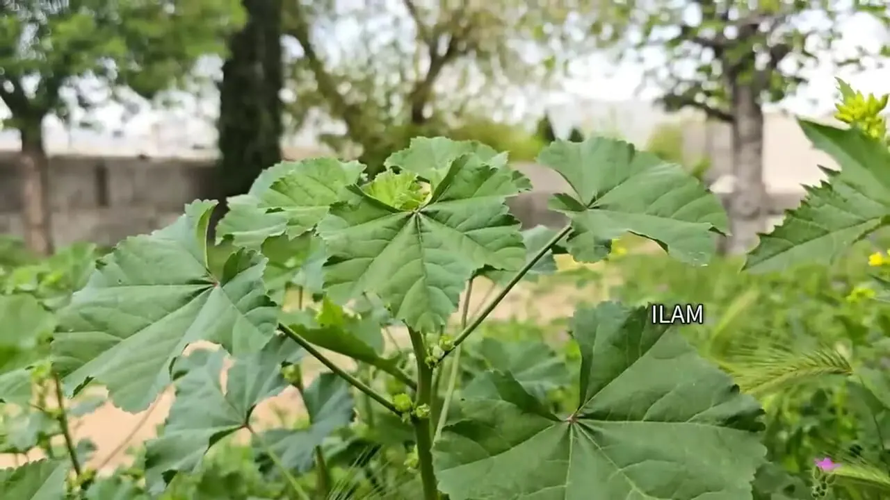 ببینید؛ غذای روستایی در ایران؛ تهیه ترشی مخلوط توسط مادربزرگ ایلامی