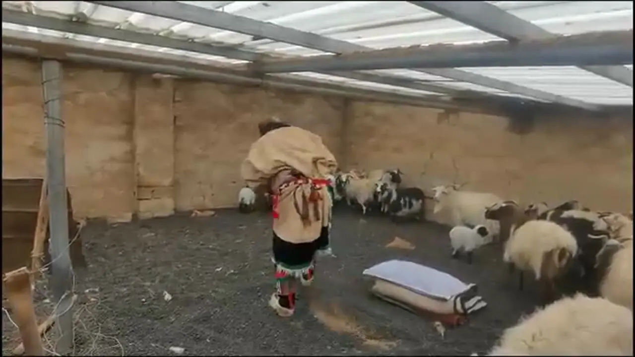 ببینید؛ نگاهی به زندگی عشایر در تبت؛ از پرورش دام و دوشیدن شیر تا پخت غذا