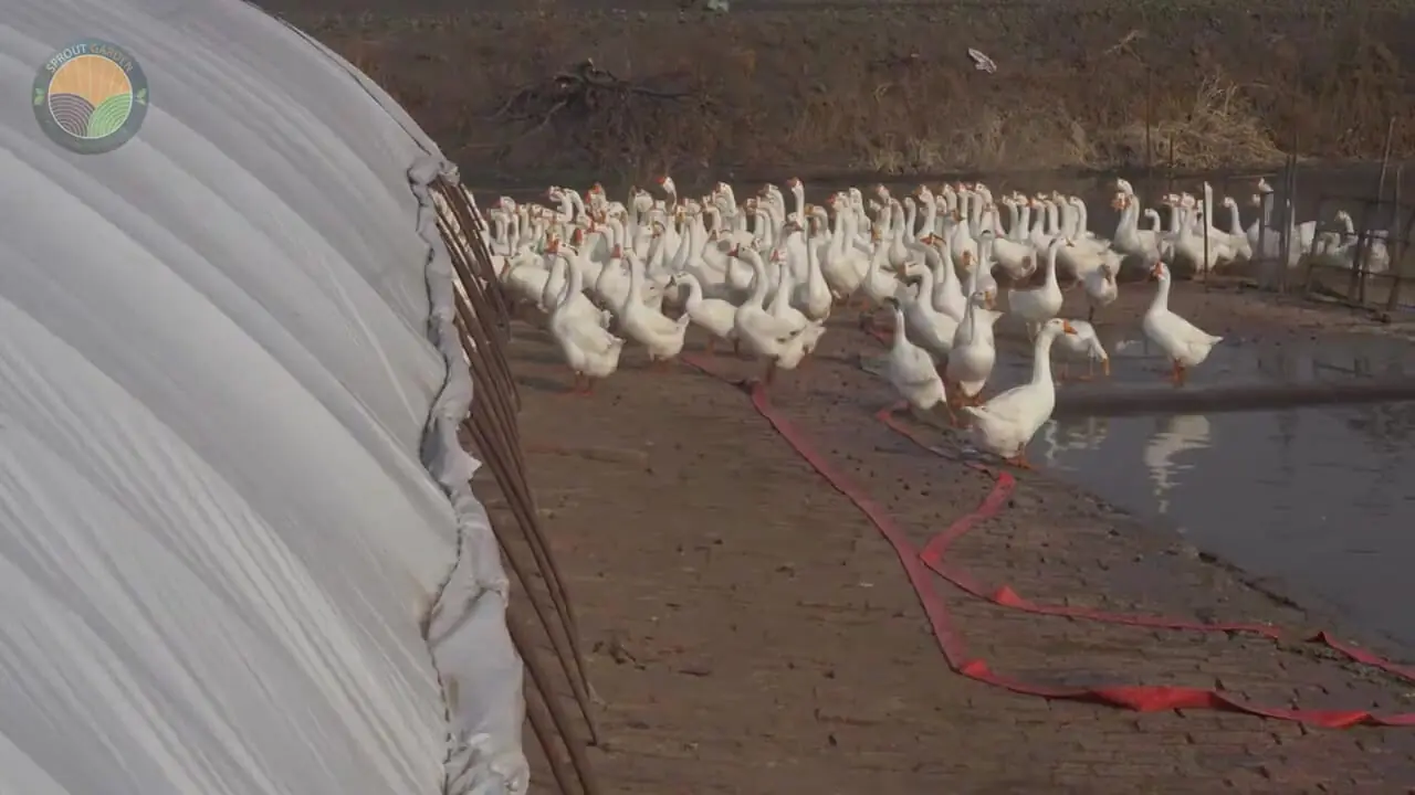 ببینید؛ مراحل پرورش هزاران غاز برای تولید جگر چرب (فوآگرا)