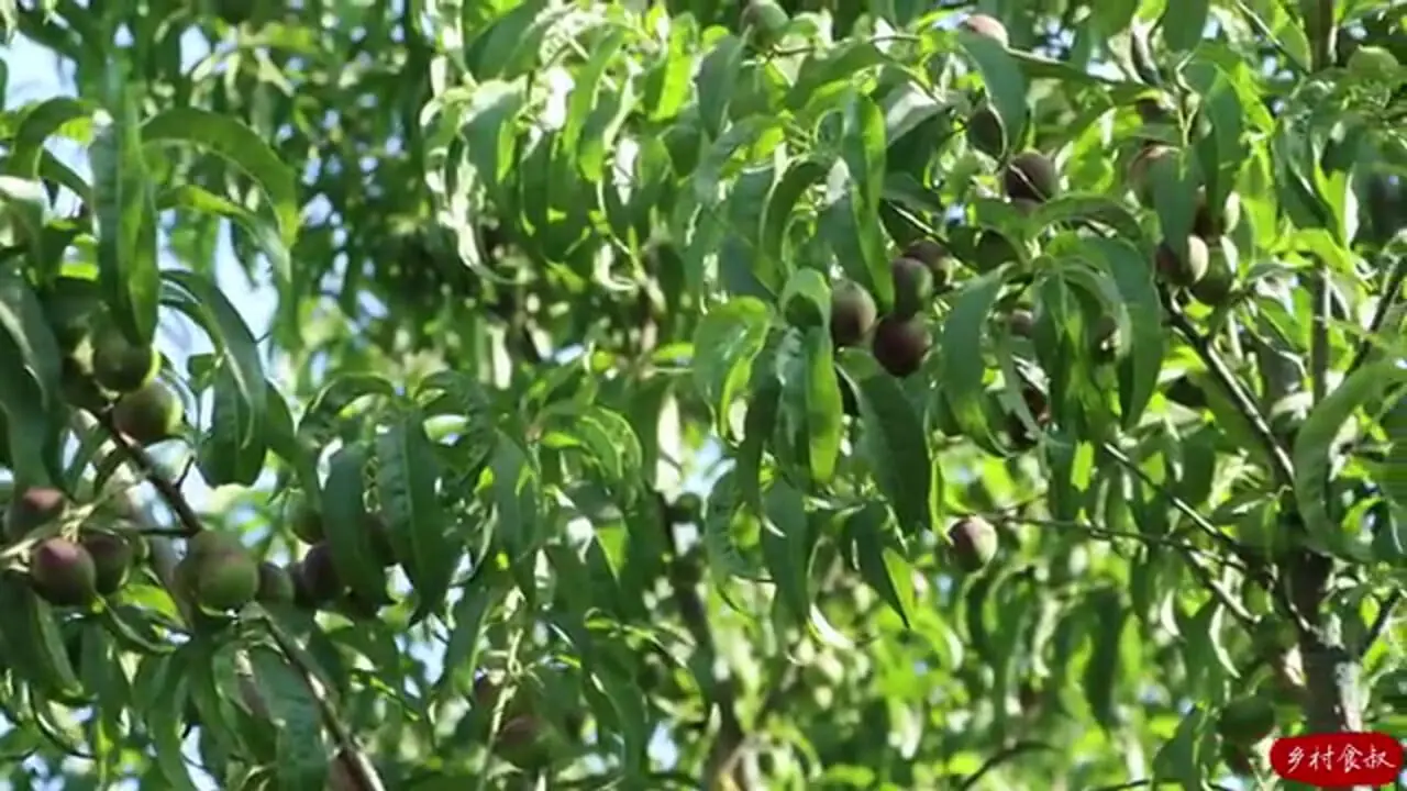 ببینید؛ غذای روستایی در چین؛ پخت یک غذای محلی و معرف با خروس