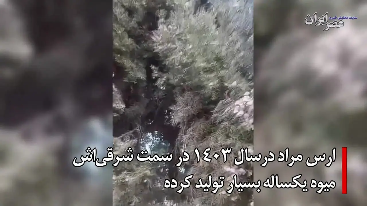 ببینید؛ وقتی کهن‌ترین زن ایران ثبت ملی شد؛ درختی که از پیش از مسیح روی زمین است