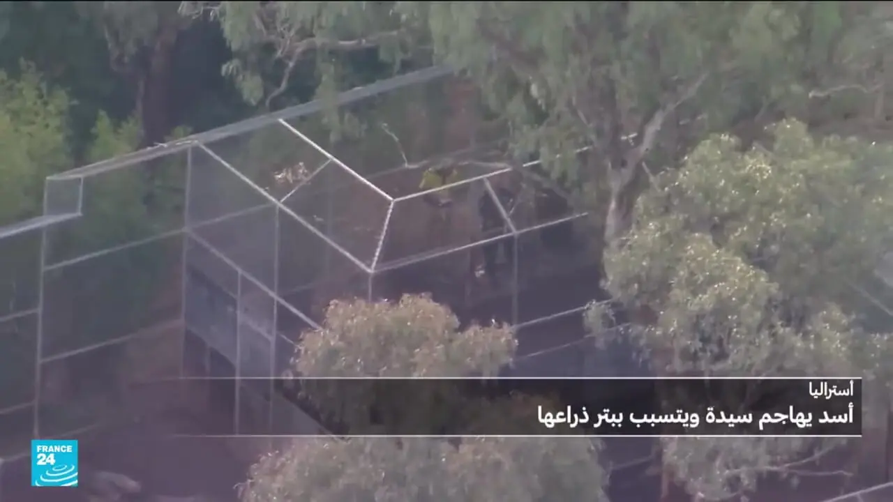 ببینید؛ چرا شیرها وحشی شدند؛ حملات شیرها به مردم در ترکیه، استرالیا و پاکستان!
