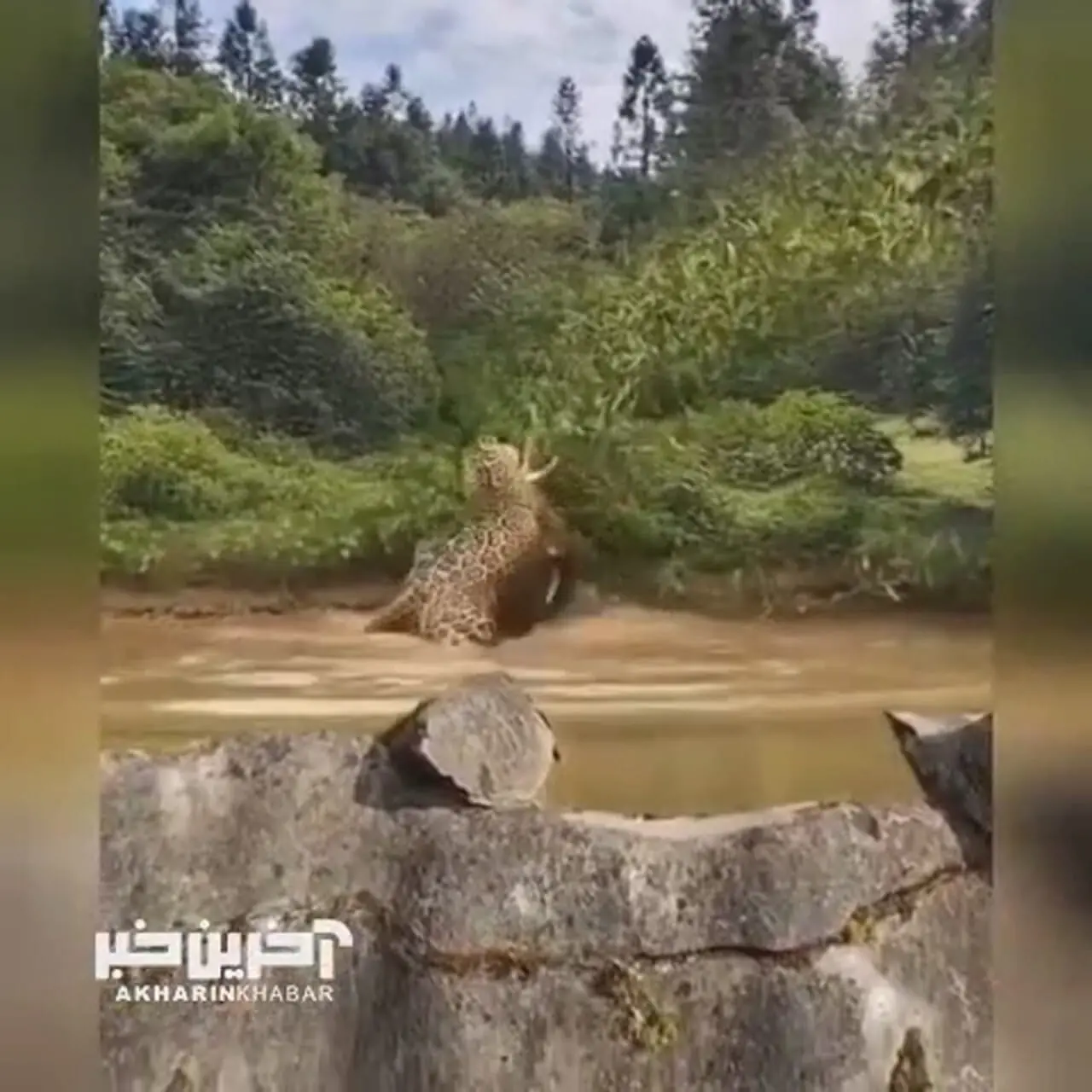 ببینید؛ شکار سرعتی تمساح توسط پلنگ!