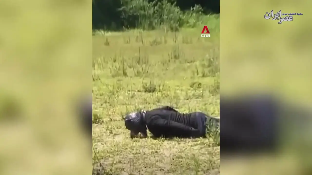 ببینید؛ زنده شدن خاطرات فیلم شهر موش‌ها هنگام مانور مقابله با خرس در ژاپن