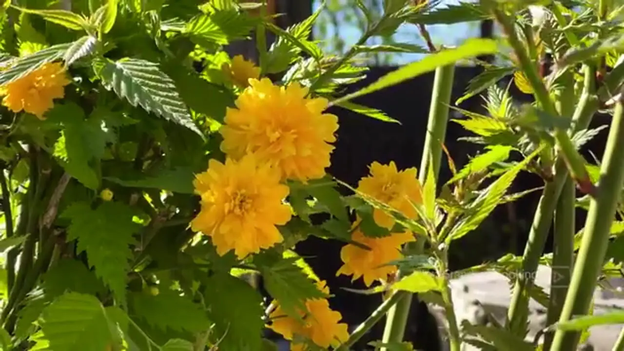ببینید؛ غذای روستایی در آذربایجان؛ پخت باقلوای پسته ای توسط مادربزرگ روستایی