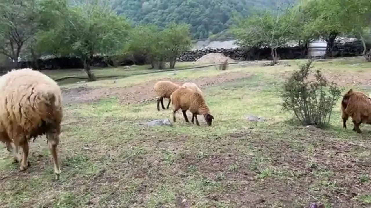 ببینید؛ غذای روستایی در آذربایجان؛ پخت ماهی قزل آلا در کوهستان