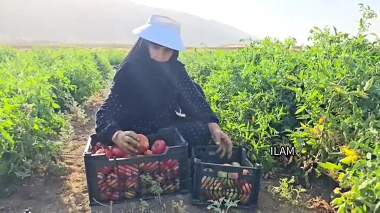 ببینید؛ غذای روستایی در ایران؛ برداشت محصول از مزرعه و تهیه خوراک گوجه و بامیه
