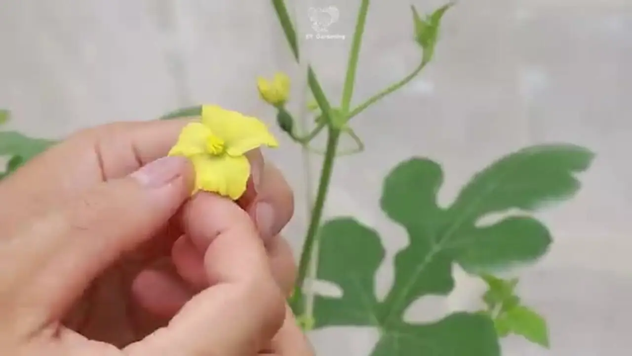ببینید؛ یک ایده جالب برای کاشت، پرورش و برداشت هندوانه در خانه
