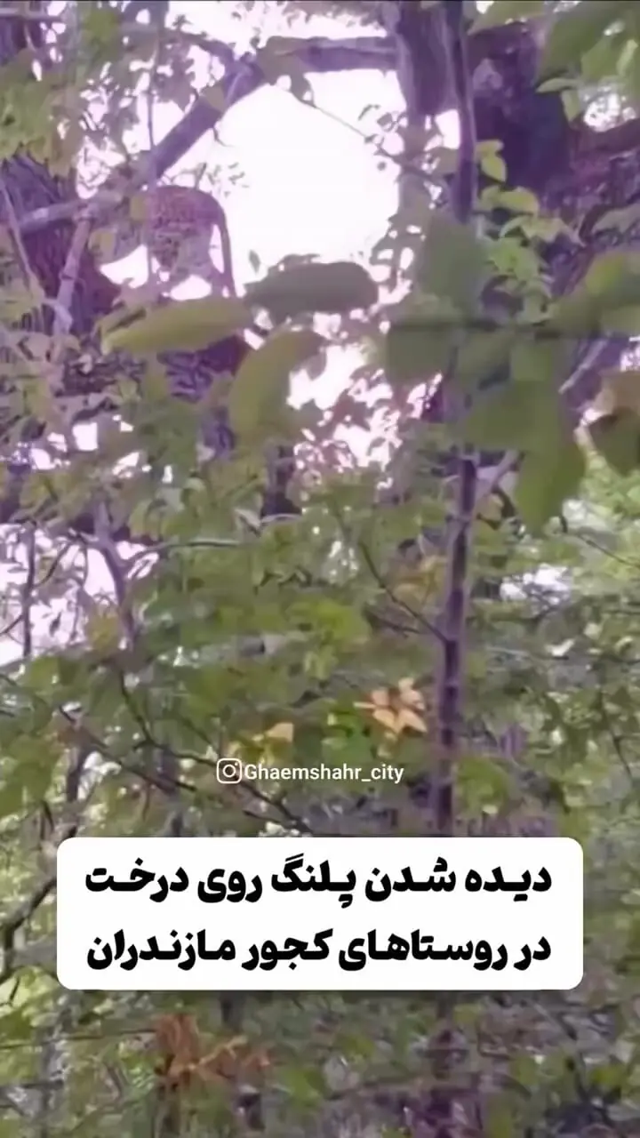 ببینید؛ پلنگ ایرانی روی شاخه درخت در مازندران رویت شد