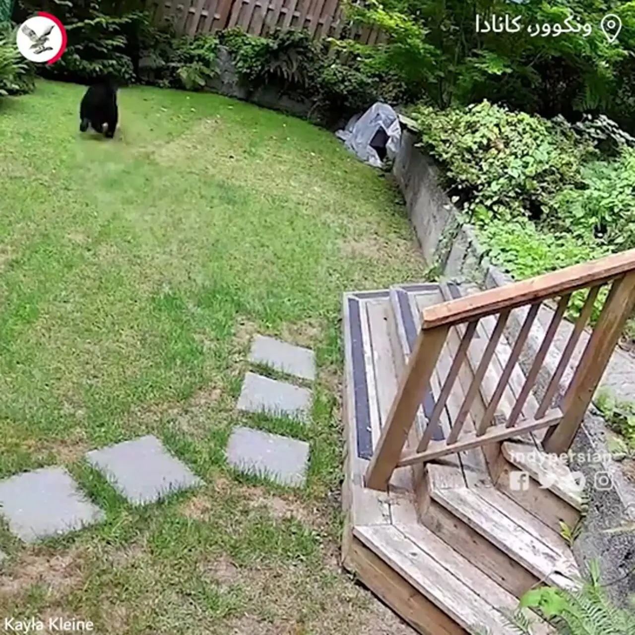 ببینید؛ حمله شجاعانه سگ کوچک به یک خرس در کانادا
