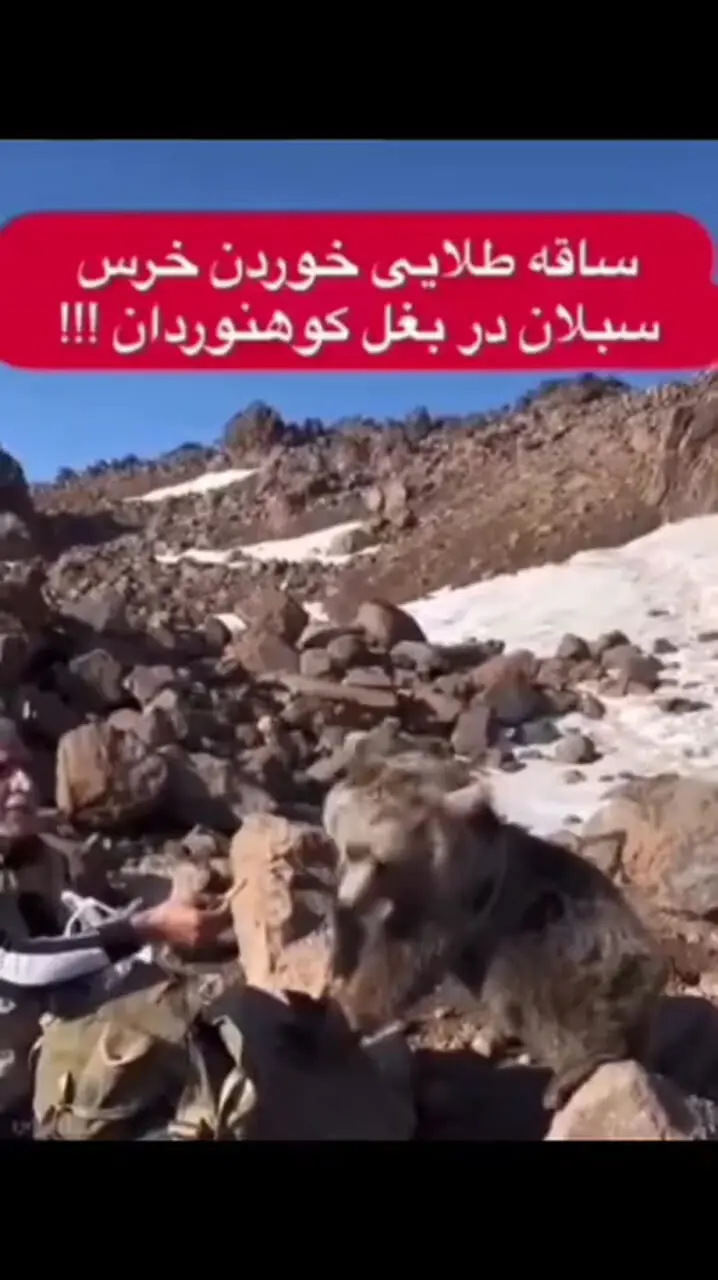 ببینید؛ ساقه طلایی خوردن خرس سبلان در کنار کوهنوردان!