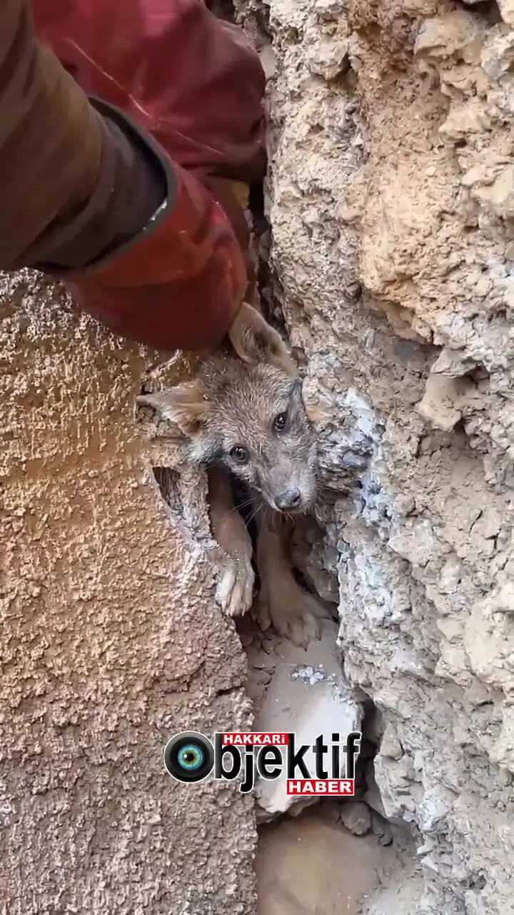 ببینید؛ نجات شگفت‌انگیز یک روباه گرفتار بین صخره‌ها