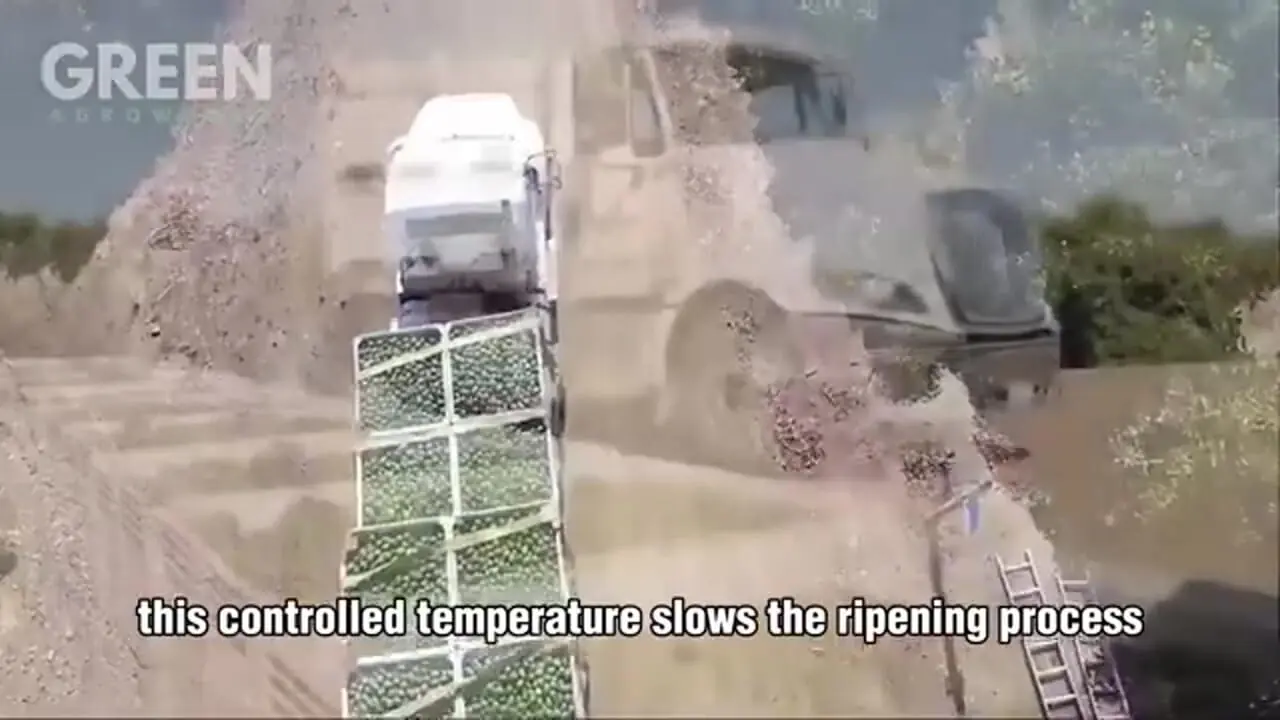 چگونه آمریکایی ها هزاران تن آووکادو را برداشت و فرآوری می کنند؟