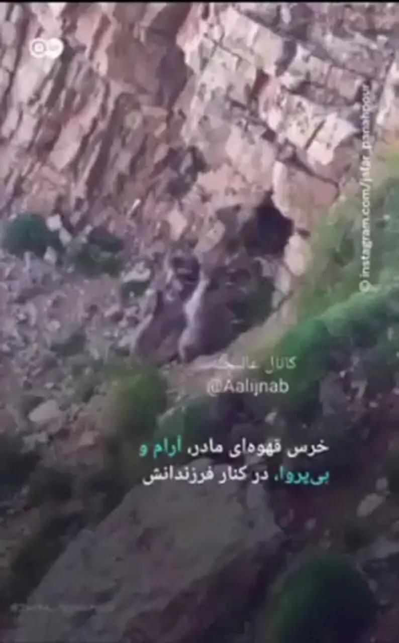 ببینید؛ ثبت تصاویری استثنایی از شیر دادن خرس قهوه‌ای مادر به ۳ توله‌اش در ارتفاعات البرز