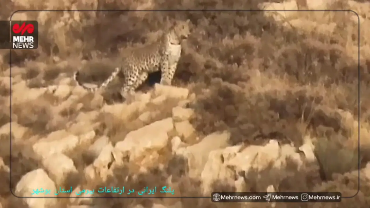 ببینید؛ پلنگ ایرانی در ارتفاعات استان بوشهر