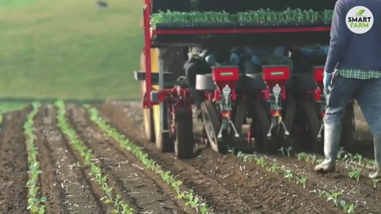 ببینید؛ چگونه آمریکایی ها هزاران تن کلم بروکلی را کشت و برداشت می کنند؟