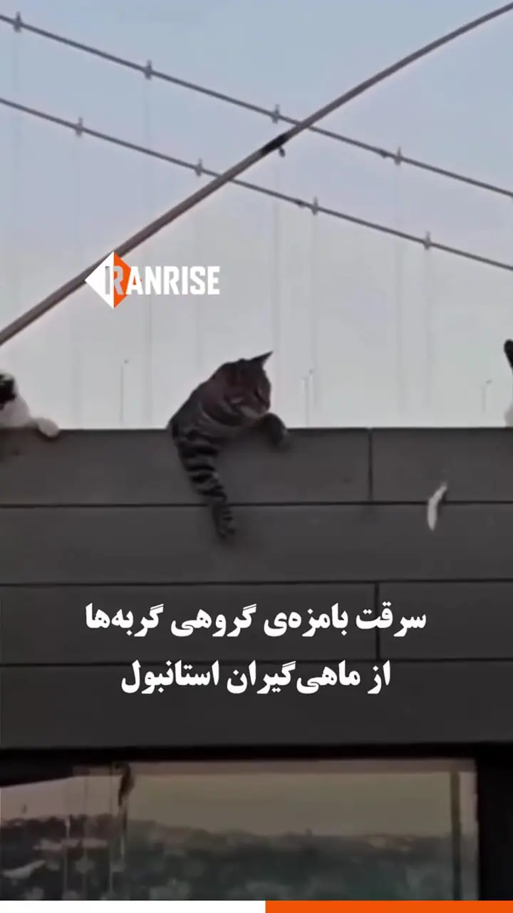 ببینید؛ سرقت بامزه گروهی گربه‌ها از ماهیگیران استانبول
