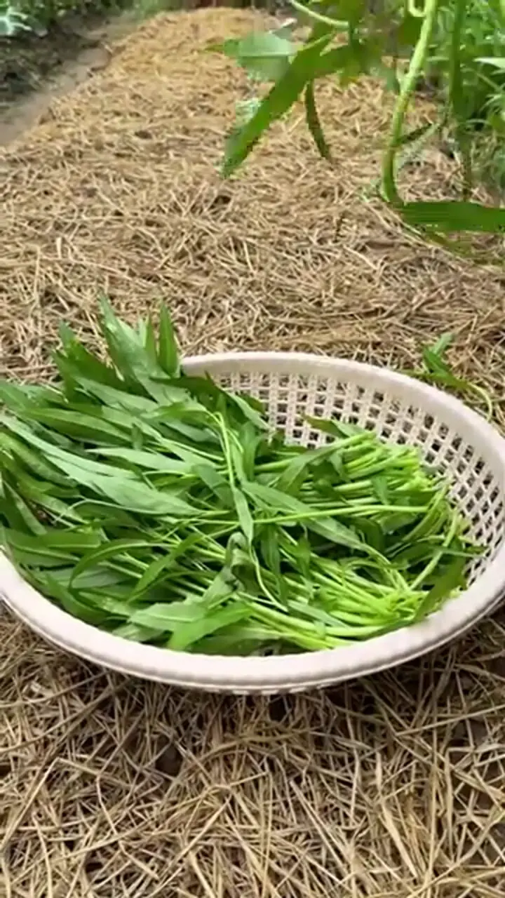 ببینید؛ غذای روستایی در چین؛ پخت یک غذای سنتی با نودل، پرتقال و گربه ماهی