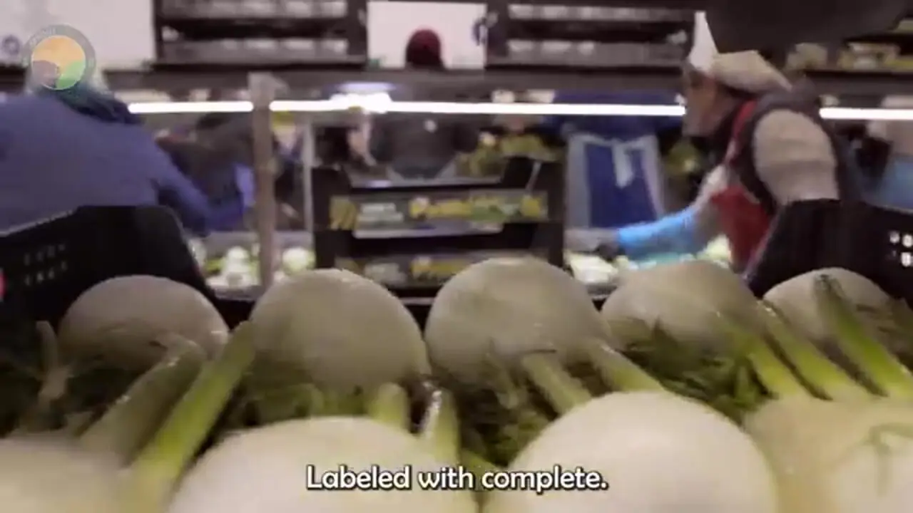 ببینید؛ چگونه آمریکایی ها هزاران تن جعفری را برداشت و فرآوری می کنند؟