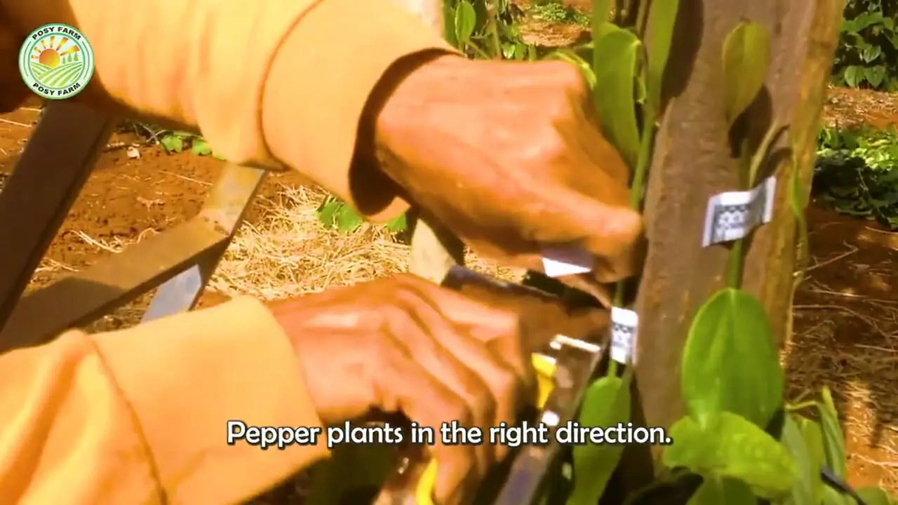 ببینید؛ مراحل کاشت، برداشت و فرآوری صدها تن فلفل سیاه در ویتنام