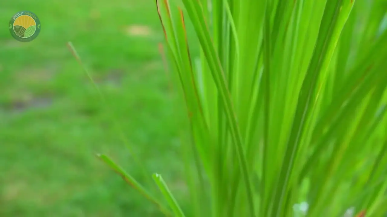 ببینید؛ چگونه هندی ها علف لیمو را برداشت و فرآوری می کنند؟