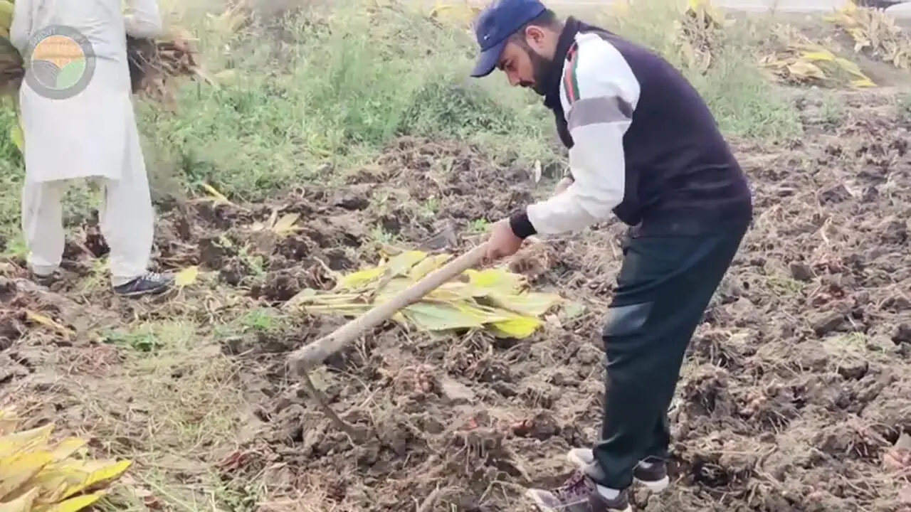 ببینید؛ مراحل جالب کاشت، برداشت و فرآوری زردچوبه در هند