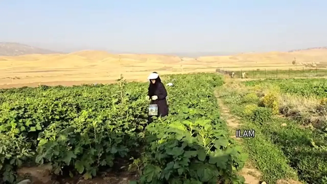 ببینید؛ غذای روستایی در ایران؛ برداشت بامیه و گوجه و پخت یک غذای سنتی با آن ها