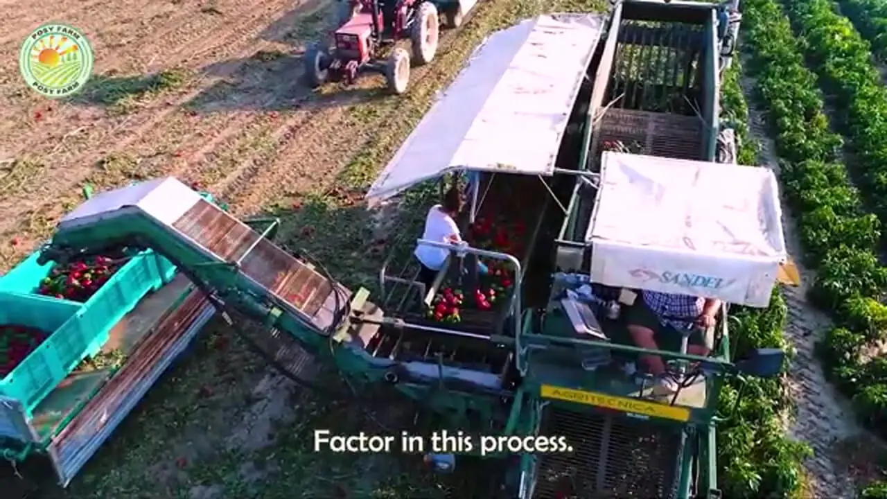 چگونه آمریکایی ها هزاران تن فلفل دلمه ای رنگی را برداشت و فرآوری می کنند؟