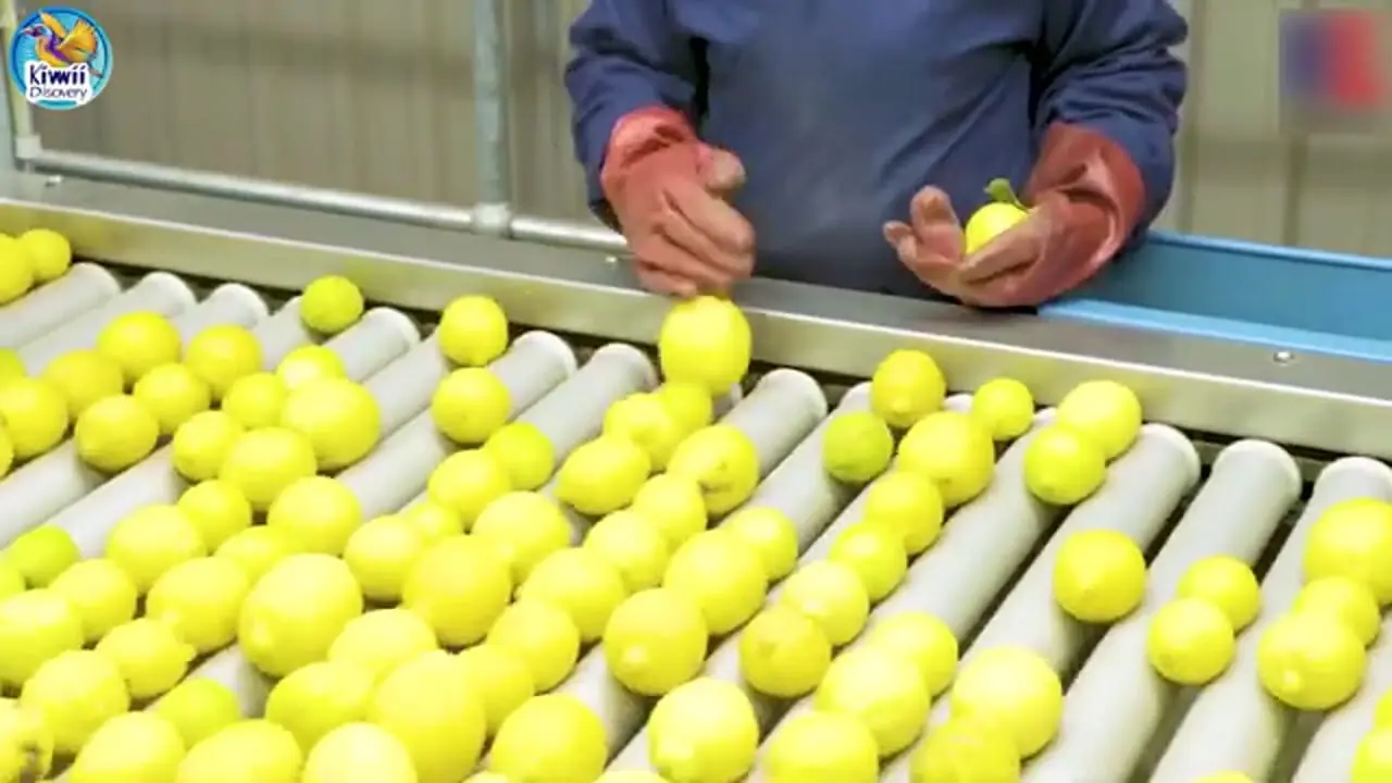 ببینید؛ مراحل دیدنی کاشت، برداشت و فرآوری هزاران تن لیمو با کمک فناوری های مدرن در امریکا