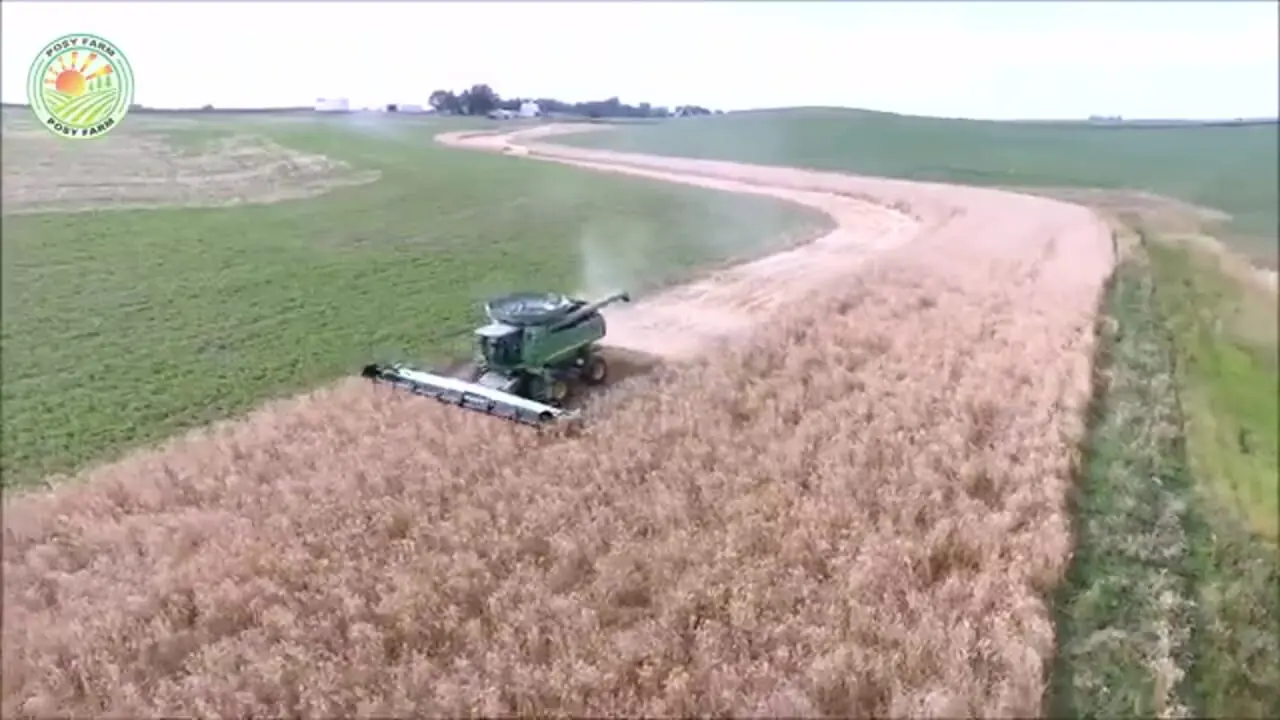 ببینید؛ مراحل کاشت، برداشت و فرآوری چاودار در آمریکا