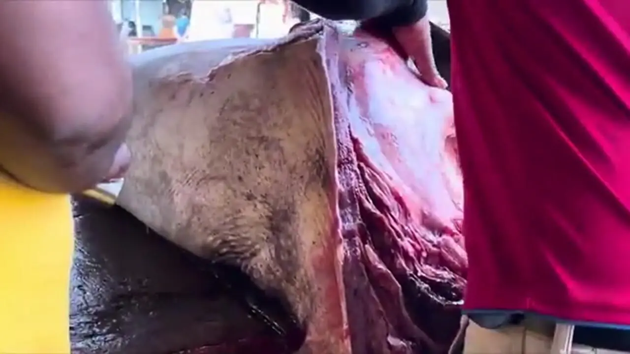 صید و برش زدن کوسه گاوی 1000 کیلوگرمی در سریلانکا