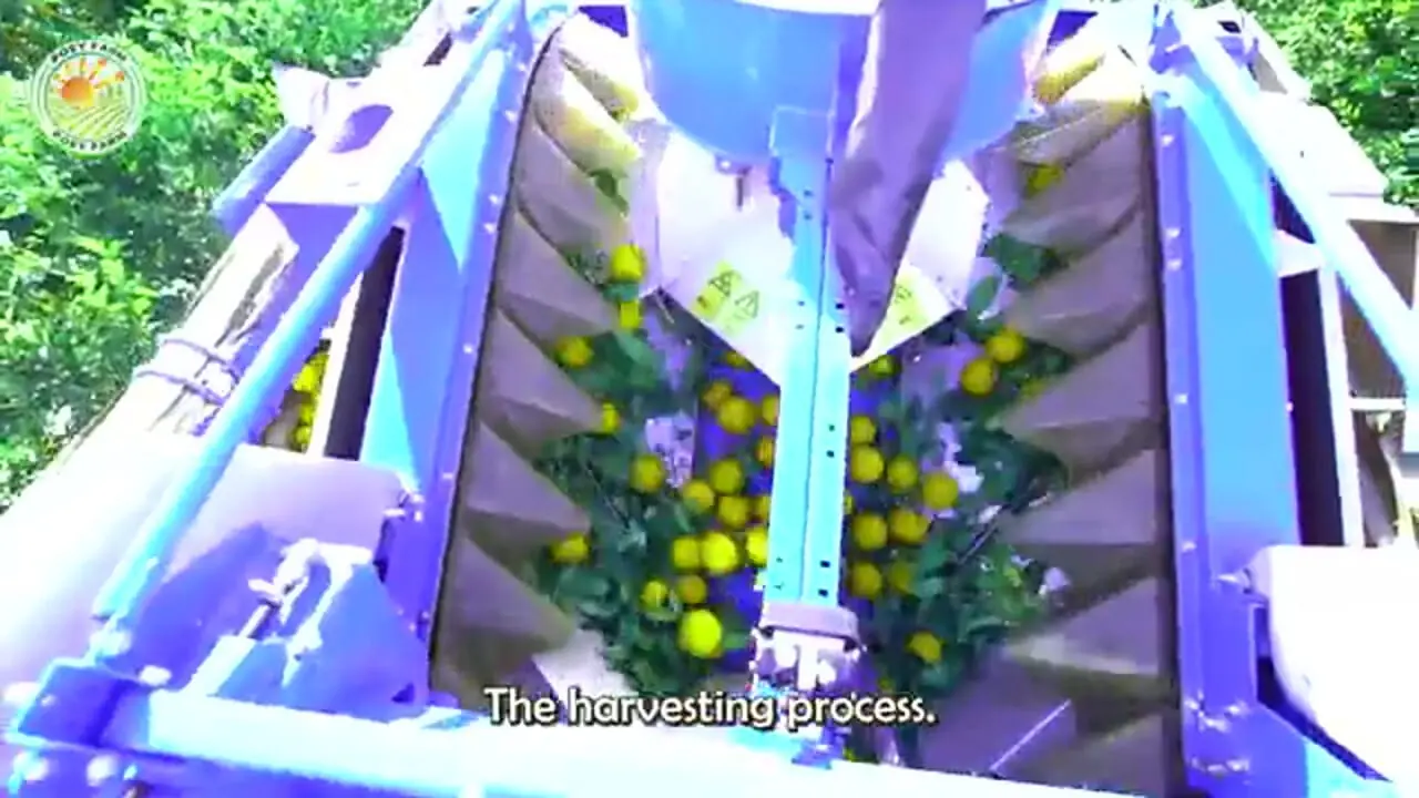 چگونه آمریکایی ها هزاران تن لیمو را برداشت و فرآوری می کنند؟