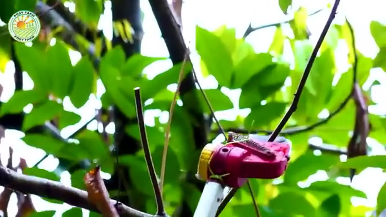 چگونه کشاورزان تایلندی صدها کیلوگرم رامبوتان را برداشت می کنند؟